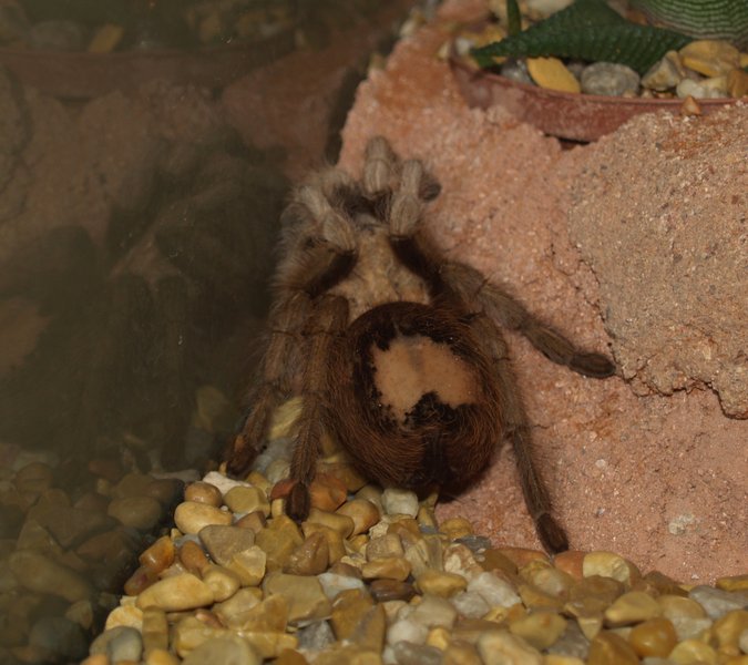 Aphonopelma chalcodes