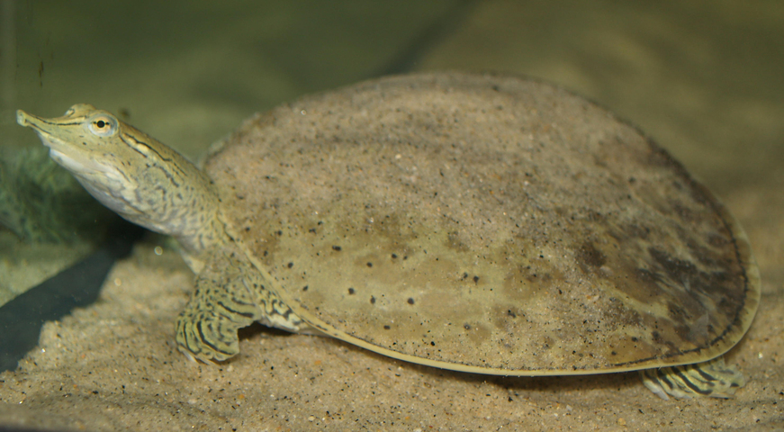 Spiny Softshell Turtle, Ontario Nature