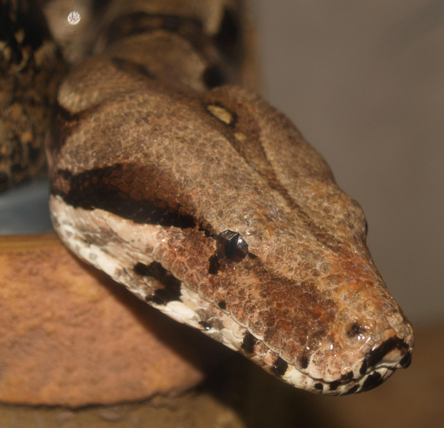 boa constrictor pictures