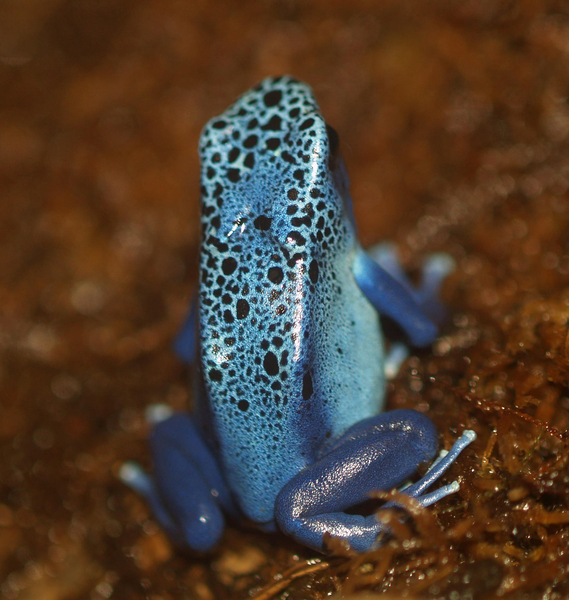 Bluedartfrog