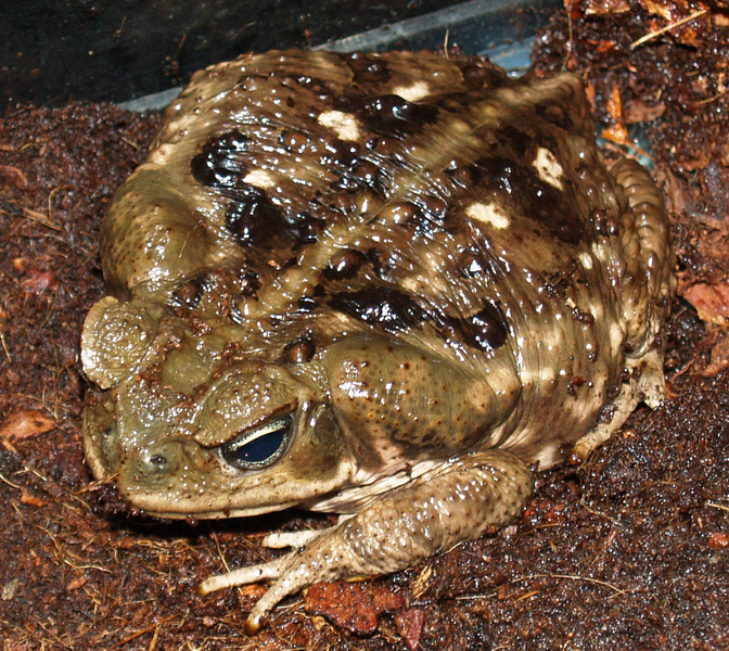 Rhinella marina