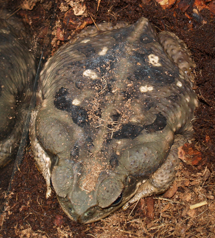 ADW Rhinella marina INFORMATION