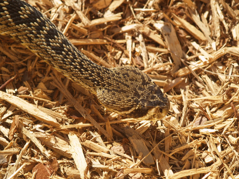 Crotalus adamanteus