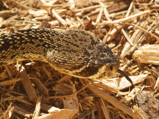 How we tracked the eating habits of snakes in Africa with the help