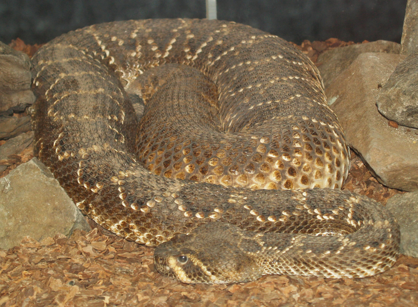 Crotalus atrox