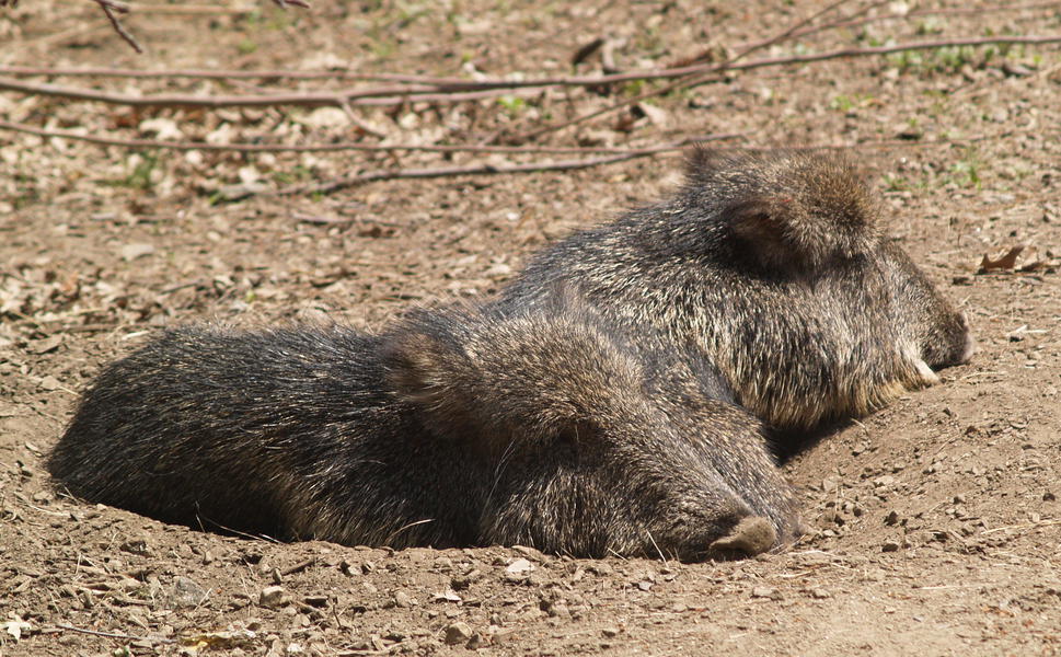 Chacoanpeccary2