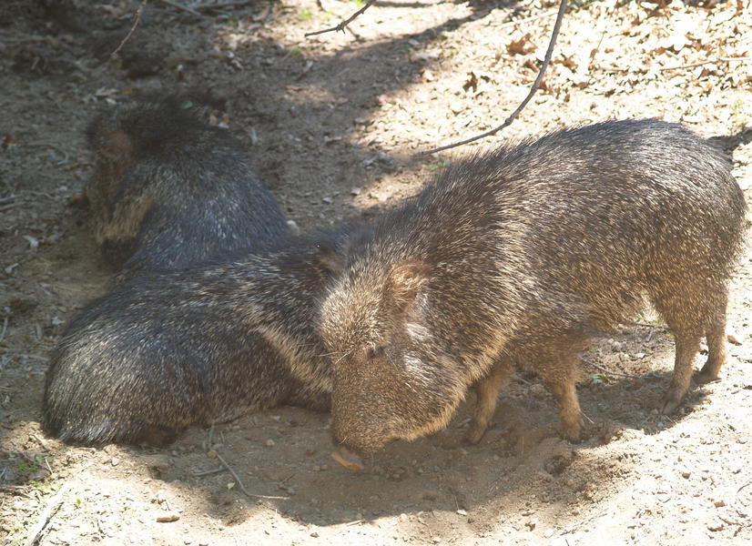 Catagonus wagneri