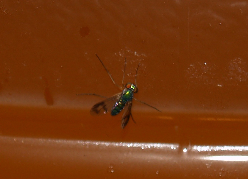 Diptera