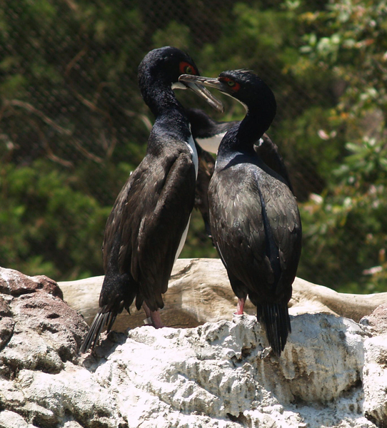 Phalacrocorax bougainvillii