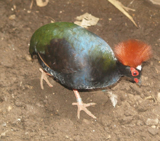 CrestedWoodPartridge