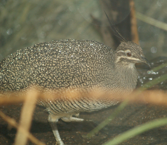 Elegantcrestedtinamou