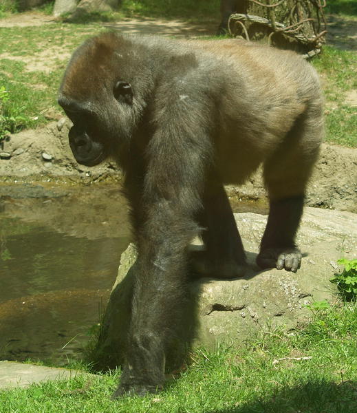 Gorilla6