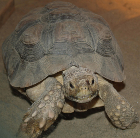 ADW: Geochelone sulcata: INFORMATION