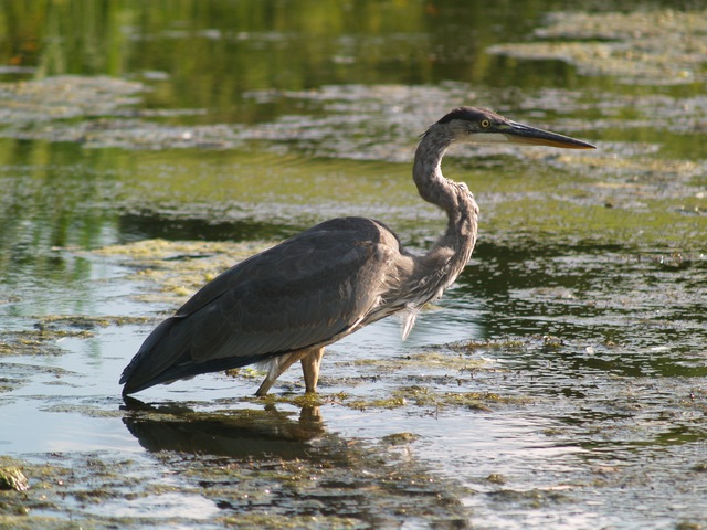 ADW: Ardea Herodias: INFORMATION