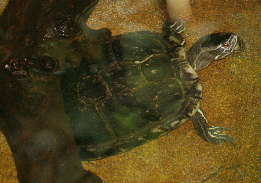 Trachemys decorata