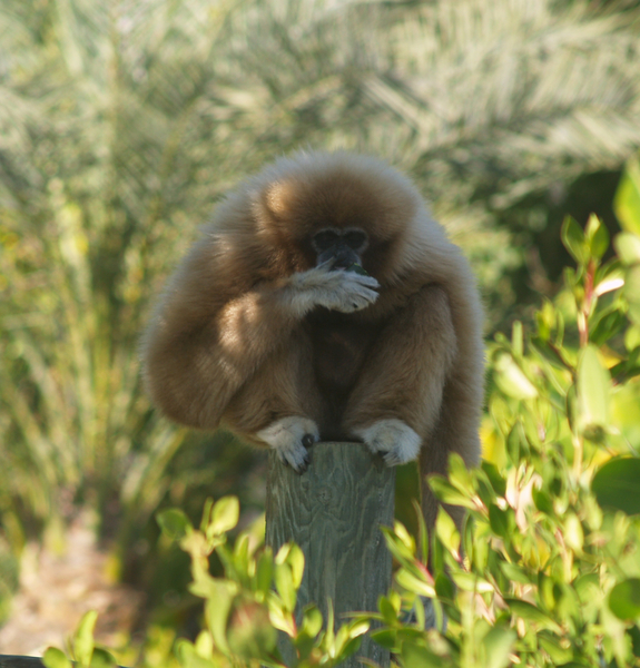 Simiiformes