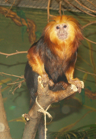Conservation of the golden-headed lion tamarin in a changing climate