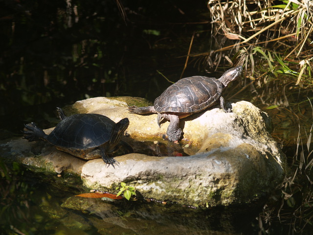 Photo of Pseudemys nelsoni