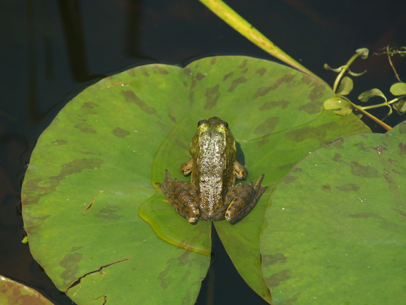 Lithobates clamitans clamitans