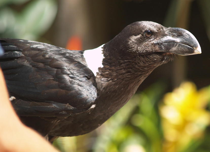 Corvus albicollis