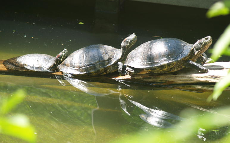 ADW: Trachemys scripta: PICTURES