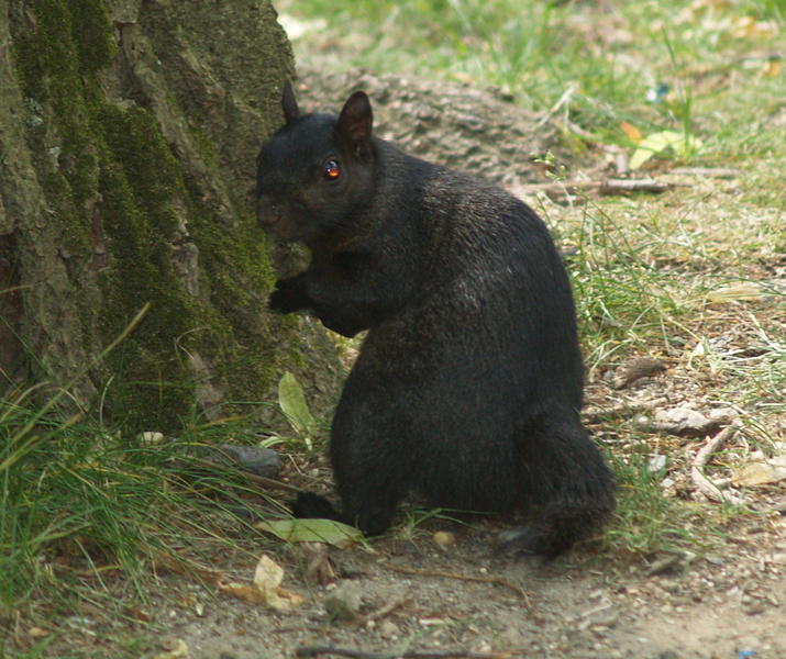 SquirrelBlack