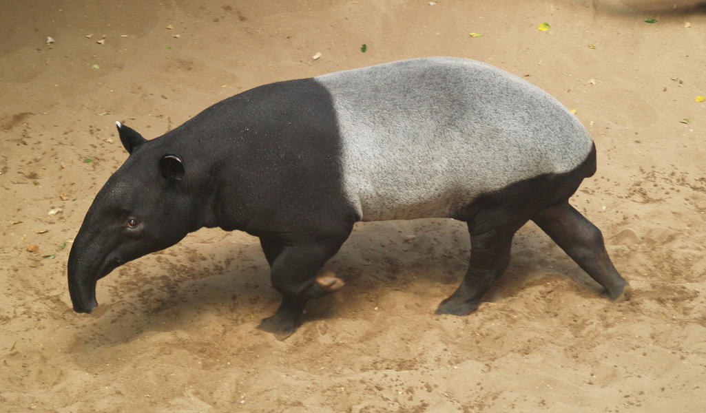 Tapirus indicus