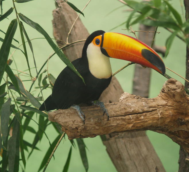 Ramphastos toco