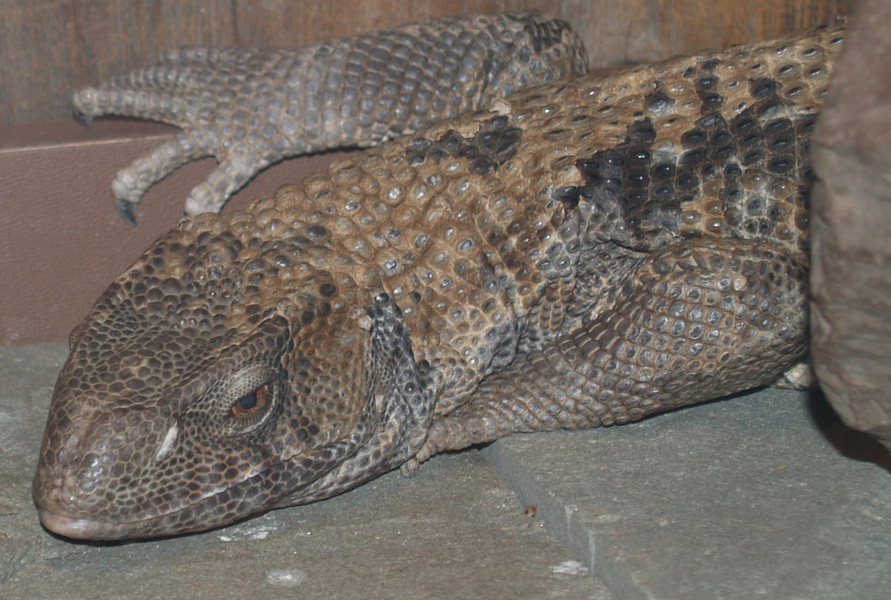 Varanus exanthematicus