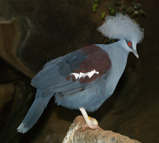 ADW Columbidae INFORMATION