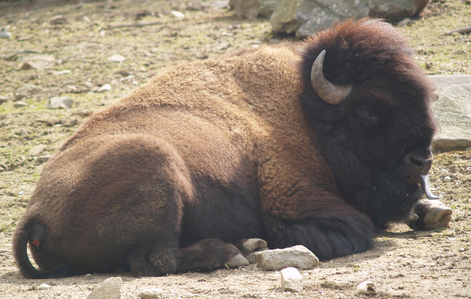 bison_tongue