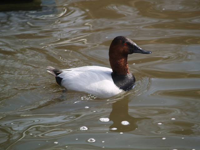 Photo of Aythya valisineria