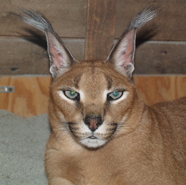 Caracal caracal