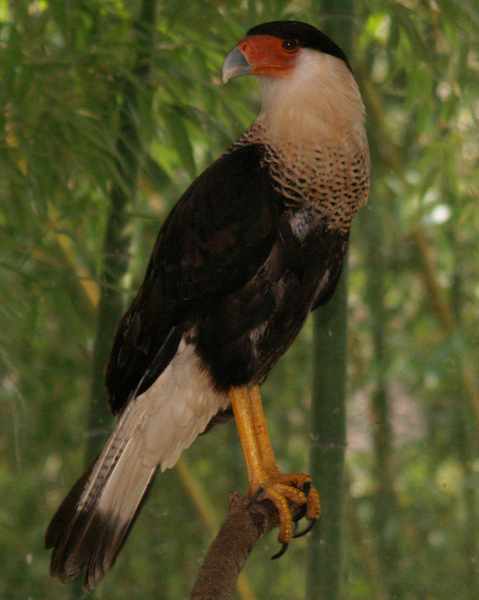 Caracara cheriway