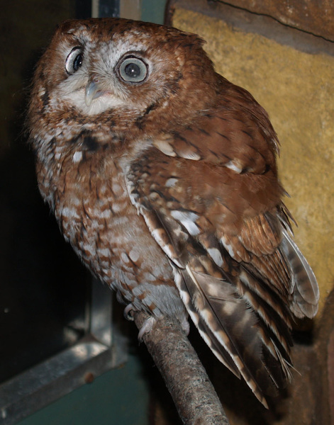 escreechowl1