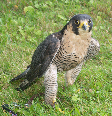 The Peregrine Falcon Is the World's Fastest Animal - Birds and Blooms