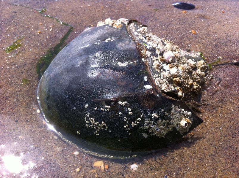 Limulus polyphemus