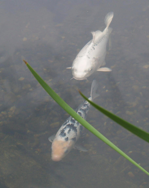 Cyprinus carpio