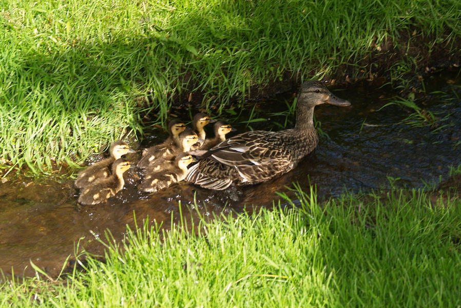 mallardfamily