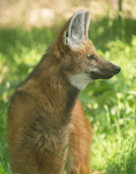 Chrysocyon brachyurus