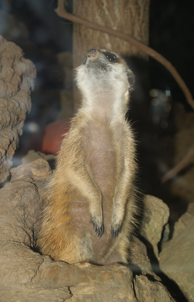 meerkat1