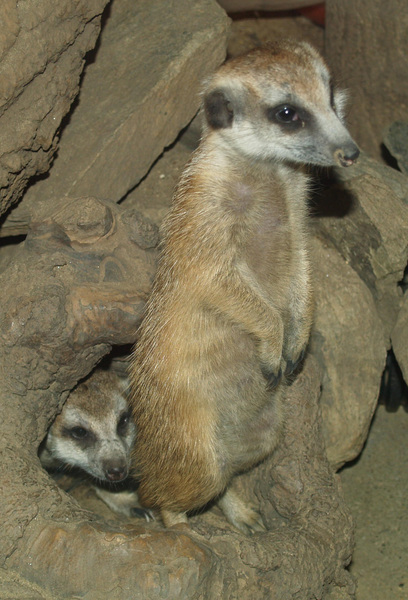 meerkat2
