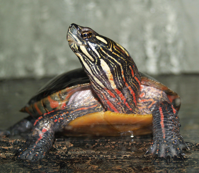 paintedturtle