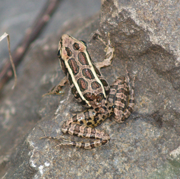 Lithobates palustris