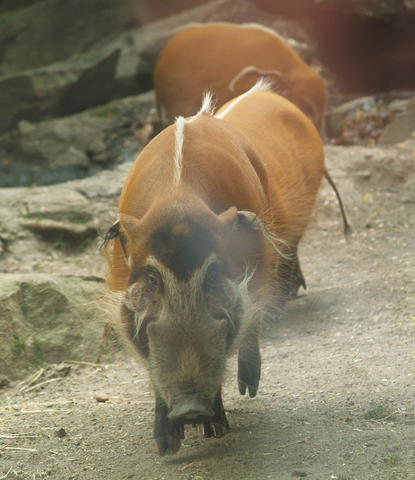 porcus potamochoerus
