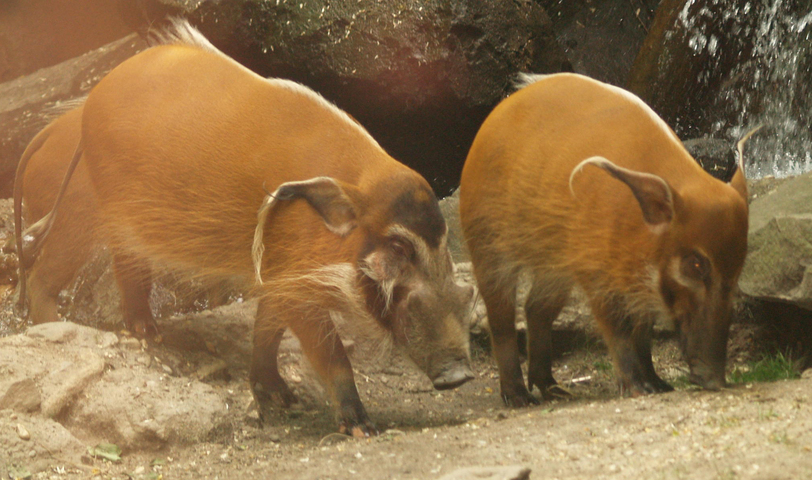 animaldiversity.org