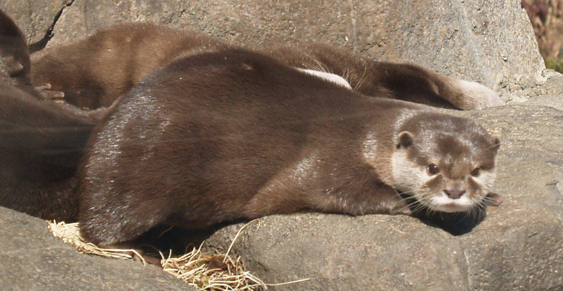 Mustelidae