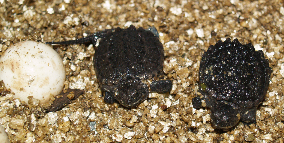 Photo of Chelydra serpentina