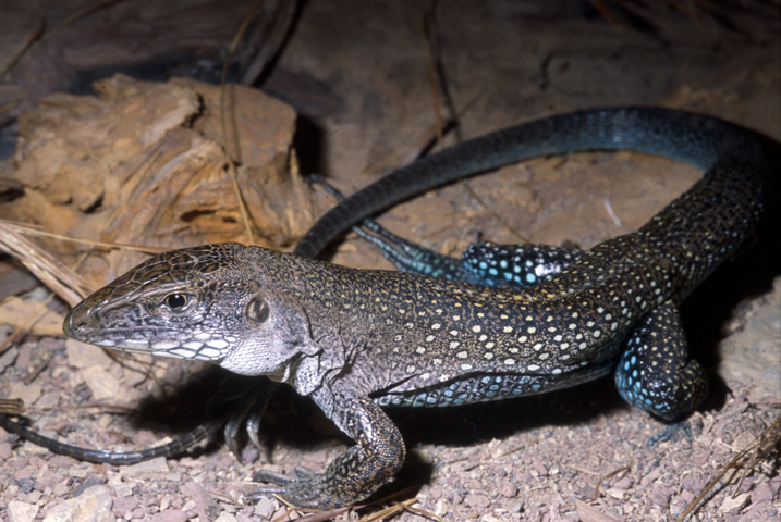 Photo of Ameiva ameiva