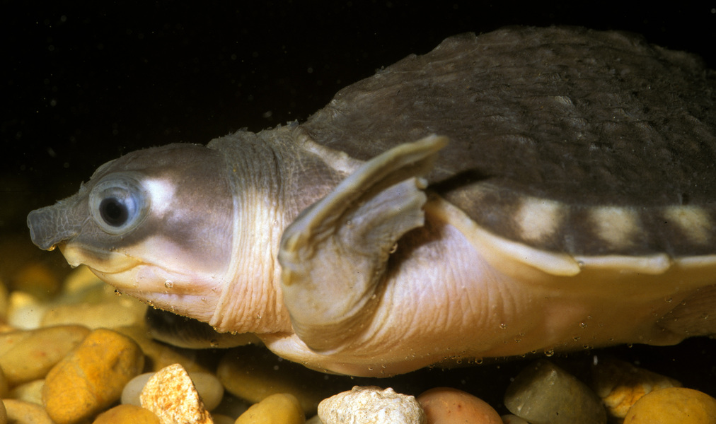 Carettochelys insculpta